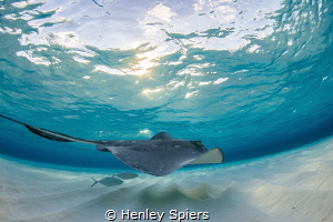 Stingray Magic by Henley Spiers 
